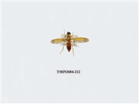 藏品(雙翅目)的圖片